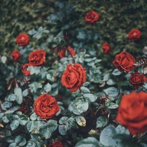 Meet your Posher, Emma